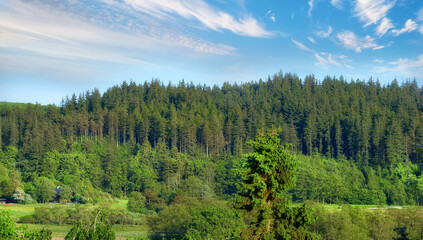 Obraz premium Nature, landscape and environment with trees in forest for growth, adventure and wilderness explore. Sustainability, woods and habitat with outdoor for plants, ecology and blue sky view background