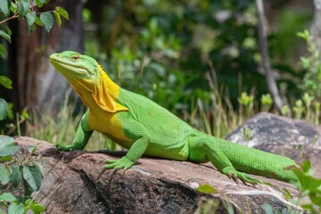 Fototapeta premium Perched with Pride in Tropical Greens, a striking reptilian portrait