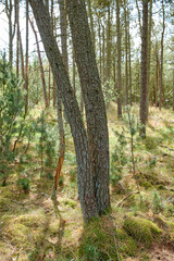 Fototapeta premium Nature, forest and landscape or trees for ecosystem, sustainability and green grass and foliage. Botany, ecology and autumn field for outdoor park or bush environment for plant growth in woods