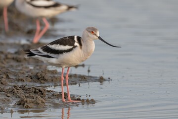 Obraz premium Elegant American Avocet Wading, Profile View on Muddy Shore, Soft Neutral Tones, Sharp Focus, Wild Bird Portrait, Eye-Catching Bird