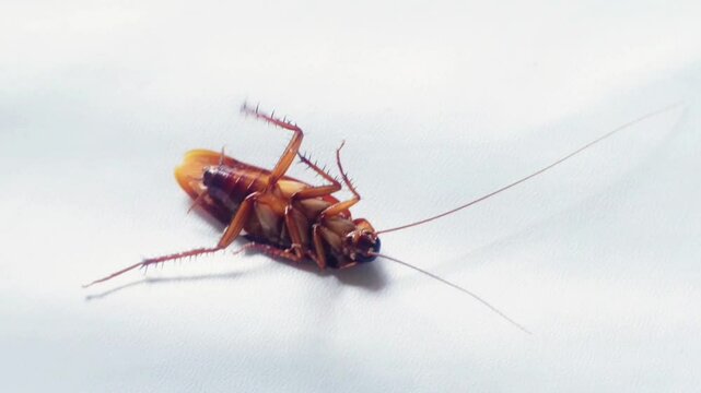 cockroach on white background. Upside down cockroach isolated on white background