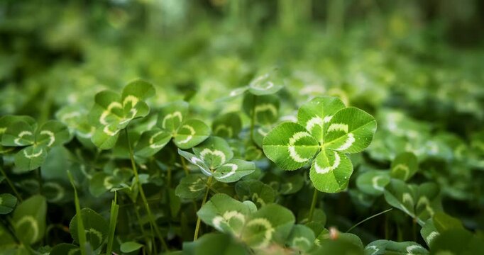 Good luck four leaf clover from meadow of clovers. A rare and unique find of a 4 leaf clover symbolizes luck, good fortune, and prosperity. Field of clovers for a green background or St Patricks day.