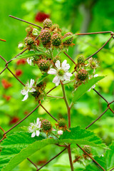 Blackberry plant blooming with flowers and green berries in spring