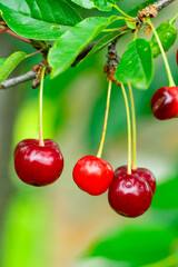 Fresh cherries hanging from a branch in a lush garden setting
