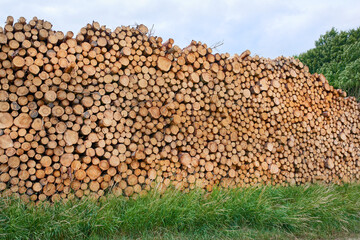 Lumber industry, woodpiles and nature with business, forest and countryside with environment. Empty, logs and stock with manufacturing, deforestation and timber with chopped trees or organic material