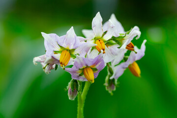 Beautiful potato flowers blooming in a lush green field