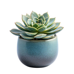 A Succulent Plant in a Small Ceramic Pot Isolated on Transparent Background