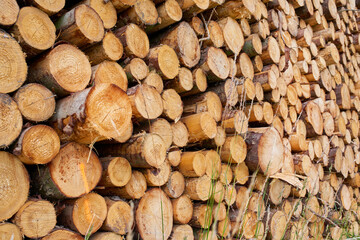 Lumber, wood and environmental with stack of log in nature for fuel, deforestation and timber sawmill. Trees, climate change and habitat loss with pile of firewood for pattern, lumberjack or industry