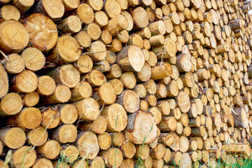 Timber, fuel and environment with stack of log in nature for lumber, construction and wood sawmill. Trees, furniture industry and pine with pile of firewood for pattern, forestry or background