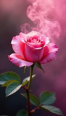 Fototapeta premium Gentle puff of smoke drifts through rose pink air, soft focus, rose hues
