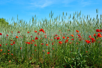 Nature, wheat and flowers in park outdoor for sustainable, eco friendly or colorful landscape. Spring, field and bunch of red poppy floral plants bloom in environment by countryside for botany.