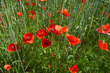 Naklejka premium Nature, grass and flowers in field outdoor for sustainable, eco friendly or colorful landscape. Spring, park and bunch of red poppy floral plants bloom in environment by countryside for botany.