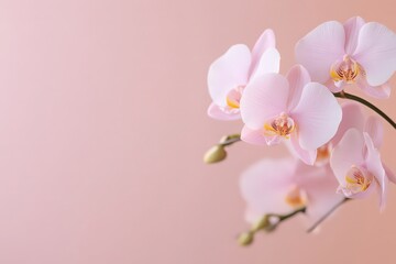 Delicate Pink Orchid Blossoms on Soft Pink Background