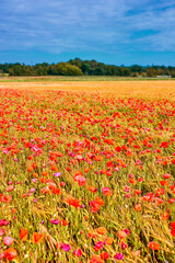 Nature, blue sky and flowers in field outdoor for sustainable, eco friendly or colorful landscape. Spring, park and bunch of poppy floral plants bloom in environment by countryside for botany.