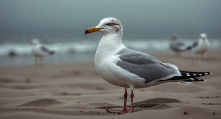 Obraz premium Gull close-up on the beach sand
