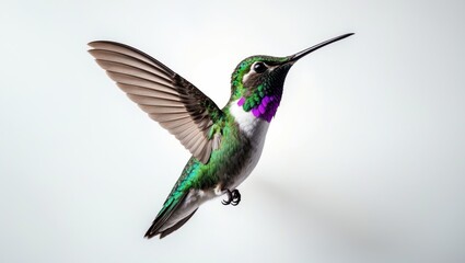 Fototapeta premium photo of a hummingbird hovering against a white background