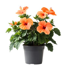 A Tropical Hibiscus Plant with Bold Orange Flowers Isolated on Transparent Background
