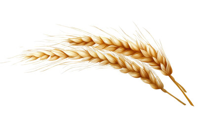 wheat ears isolated on white background