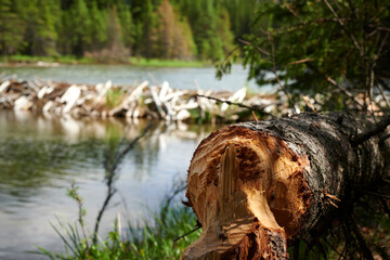 A felled tree near a small lake shows evidence of being brought down by beavers in Denali National Park, Alaska