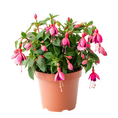 Vibrant Potted Fuchsia Plant with Bright Pink Flowers Isolated on Transparent Background