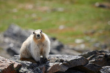 An Alaskan Marmot (Marmota brewer) suns itself on a rock outcropping on a ridge in Denali National Park in Alaska