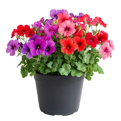A Vibrant Potted Geranium Plant with Bright Red and Pink Flowers Isolated on Transparent Background