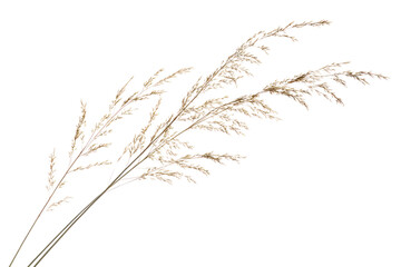 Obraz premium A delicate wild grass stalk illuminated by the warm hues of a setting sun in a forest, with detailed textures and a shallow depth of field focusing on individual grass blades