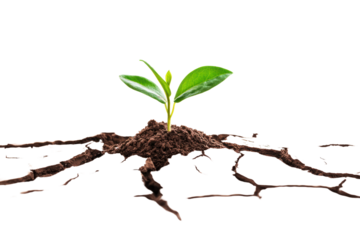 A dry, cracked earth surface with a small plant struggling to grow in the middle, representing the impact of droughts caused by global warming.