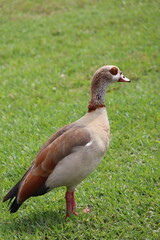 duck in the grass