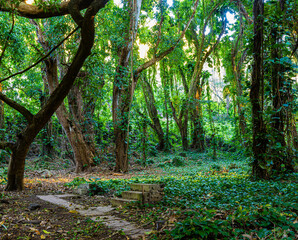 Tropical Forest on The Honolua Bay Trail, Honolua, Maui, Hawaii, USA