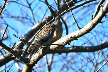 An Oriental turtle dove (Streptopelia orientalis). A wild bird of the Columbidae , it is characterized by black and brown scaly patterns on its wings.