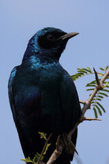 Riesenglanzstar / Burchell's starling / Lamprotornis australis
