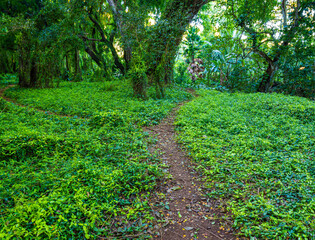Tropical Forest on The Honolua Bay Trail, Honolua, Maui, Hawaii, USA