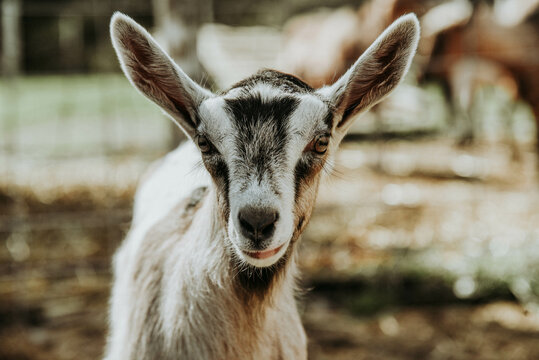 young goat on the farm