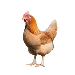 Chicken standing gracefully with transparent background showcasing fine details