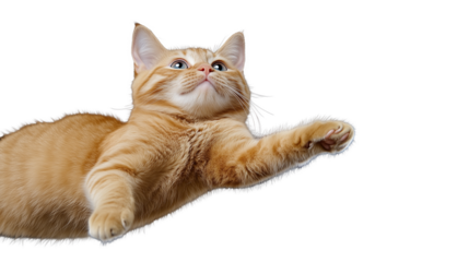 Playful orange cat jumping in mid-air on transparent background