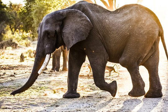 elephants in the wild