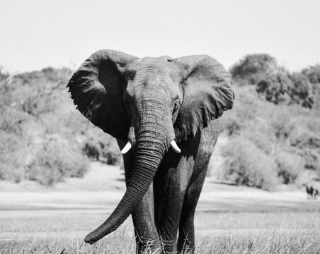 Black and white elephant portrait 