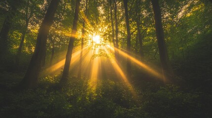 Fototapeta premium Sunbeams Through the Forest: A Mystical Dawn