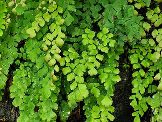 Suplir grows wild and fresh green. Suplir is a popular fern for decorating rooms or gardens