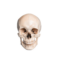 Obraz premium Human skull with detailed anatomy features on transparent background