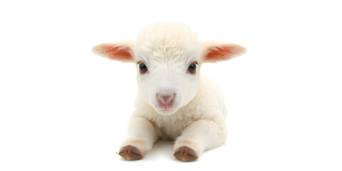 Fototapeta premium Small cute lamb, isolated on white background