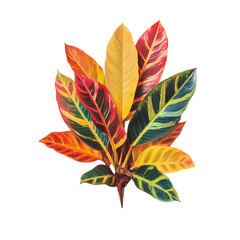 Vibrant Croton Plant Leaf Isolated on Transparent Background
