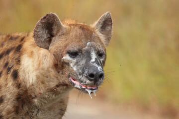 Tüpfelhyäne / Spotted hyaena / Crocuta crocuta