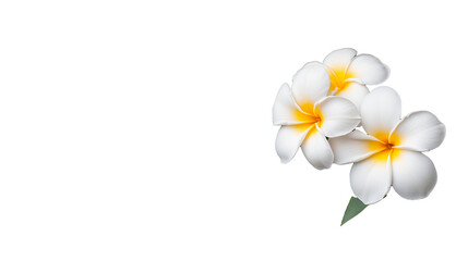 Close-up of white plumeria flowers with yellow centers, isolated on a transparent background