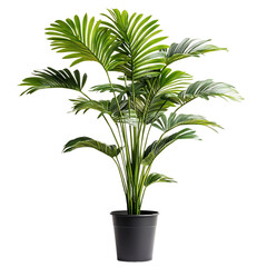 A Lush Potted Palm Plant with Large Arched Green Leaves Isolated on Transparent Background