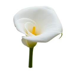 White Calla Lily Isolated Elegant Floral Design High Resolution
