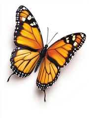 Fototapeta premium Monarch butterfly display natural habitat macro photography garden environment close-up view beauty of nature