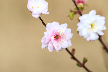 Close Up of Prunus Japonica Blossom with Delicate Petals