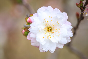 Close Up of Prunus Japonica Blossom with Delicate Petals